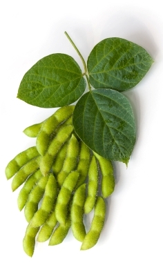 Sojabohnen Sojabohnen
