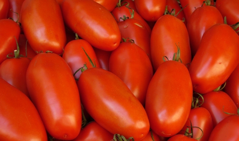 Frische Tomaten Frische Tomaten