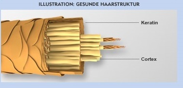 Gesunde Haarstruktur