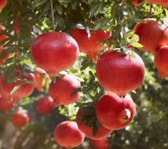 Granatapfel Granatapfel