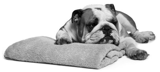 Bulldog Bulldog