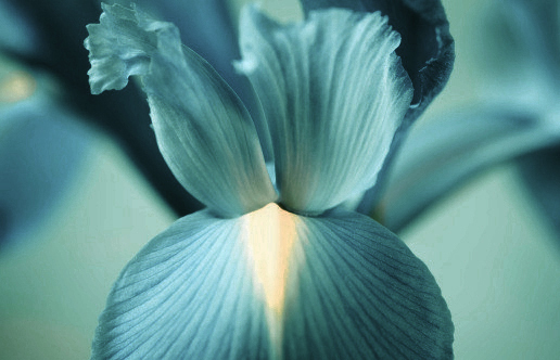 Iris - Inspiration für Armani/Privé Nuances Iris - Inspiration für Armani/Privé Nuances