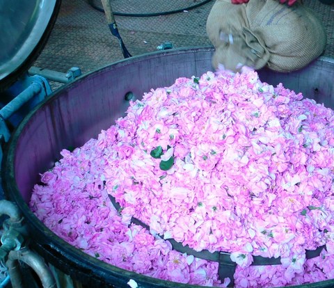 Rosenblüten werden für die Extraktion vorbereitet