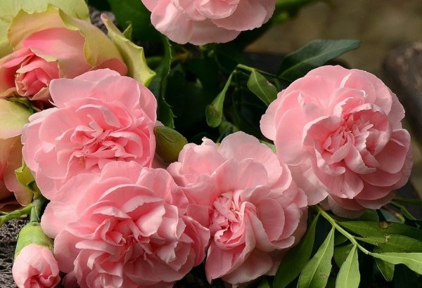 Der Facettenreichtum von Rosen umfasst nicht nur ihr Aussehen, sondern auch ihren Geruch