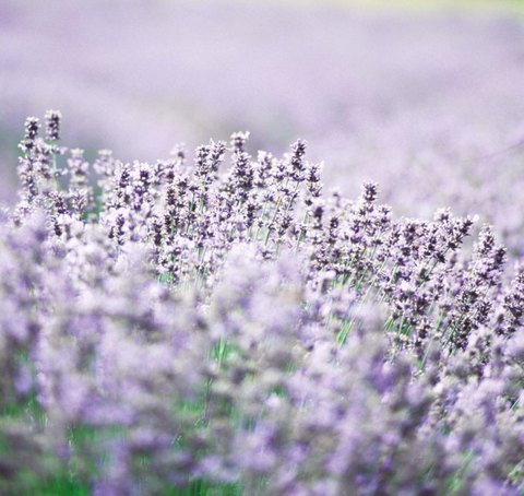 Lavendel Lavendel