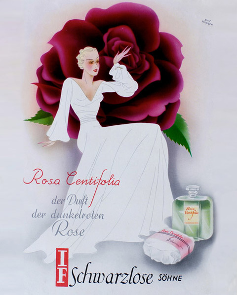 Anzeige Rosa Centifolia - J.F. Schwarzlose Söhne