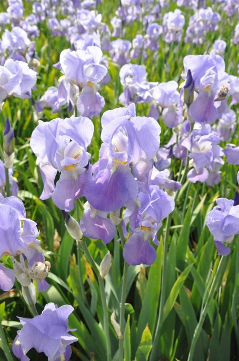Iris Pallida Iris Pallida