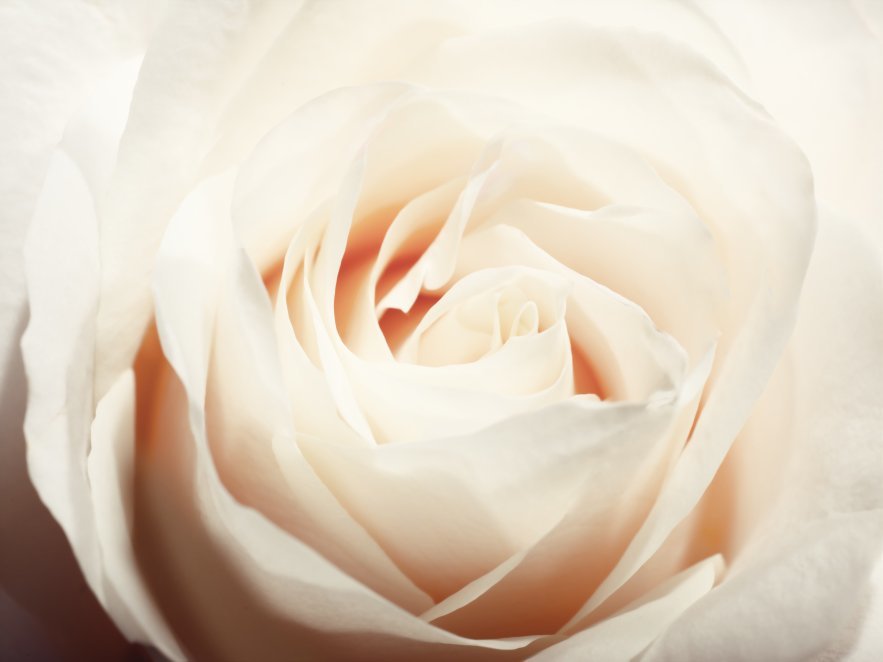 Chloé Fleur de Parfum Chloé Fleur de Parfum