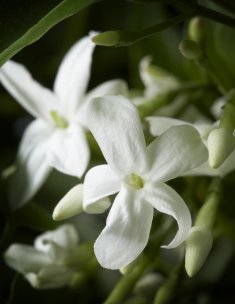 Arabischer Jasmin