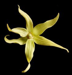 Ylang Ylang