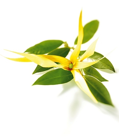 Ylang Ylang Ylang Ylang