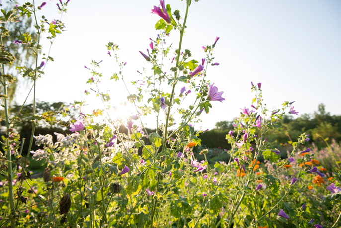 Jardin de Vie