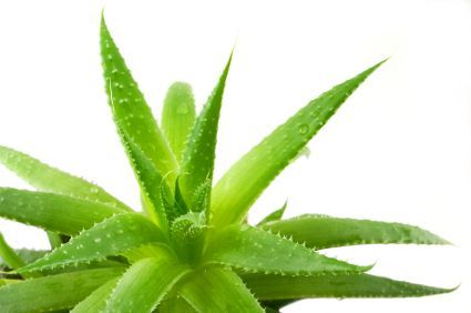 Aloe Vera Aloe Vera