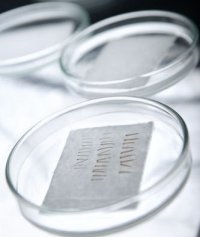 Eigenhaare in der Petri-Schale Eigenhaare in der Petri-Schale