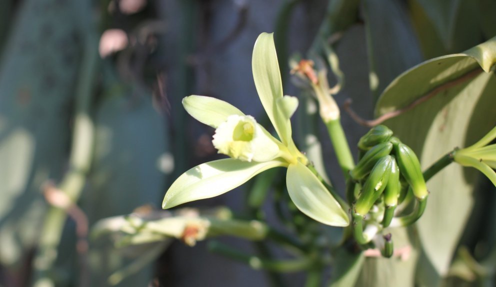 Vanilleblüte Vanilleblüte