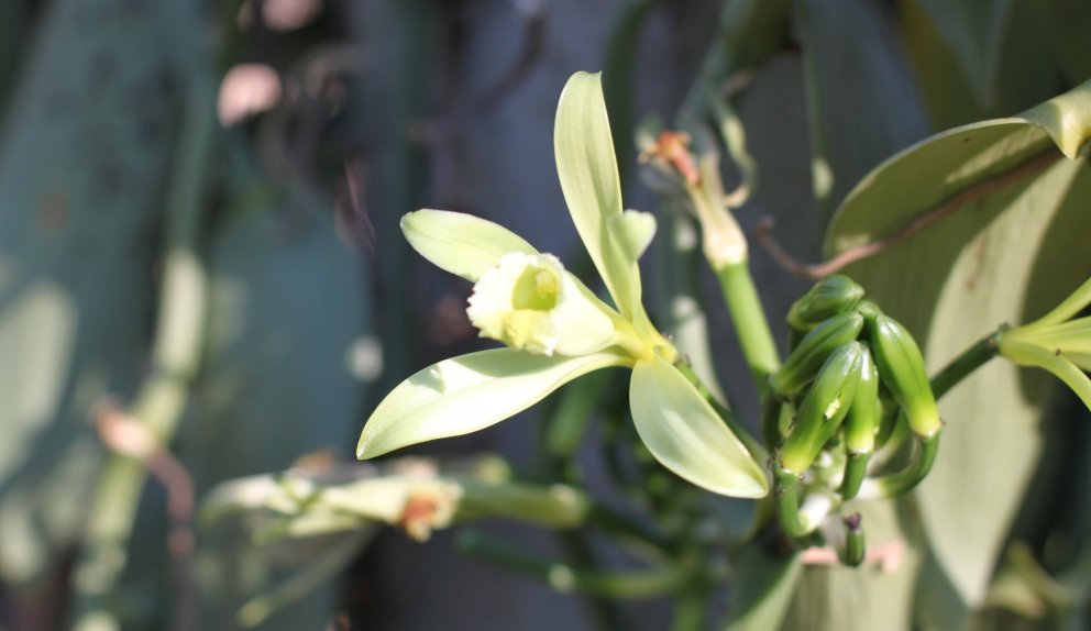 Kostbare Vanille | Beauty.at Kostbare Vanille | Beauty.at