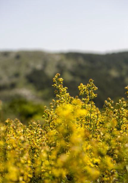 Solidago