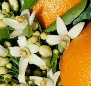Orangenblueten Orangenblueten