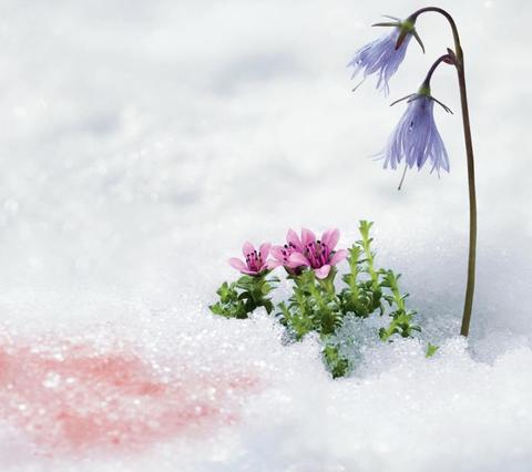 Schweizer Hochgebirgs-Pflanzen  und Schneealgen