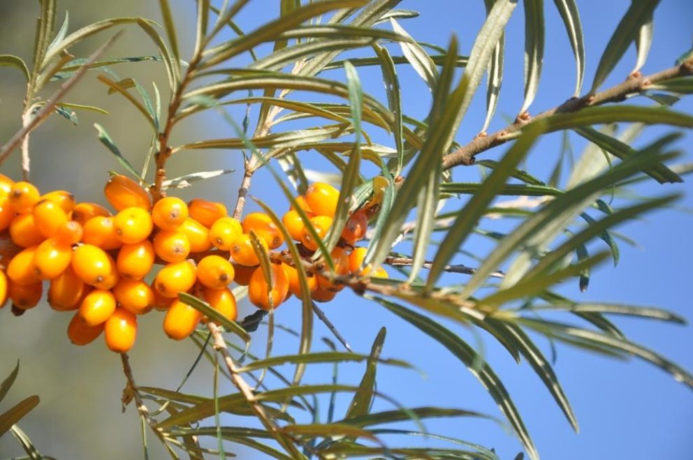 Sanddornbeeren und Blätter Sanddornbeeren und Blätter