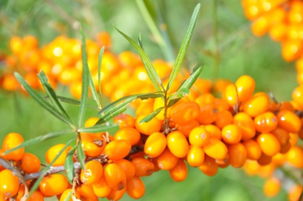 Sanddornbeeren im Joglland