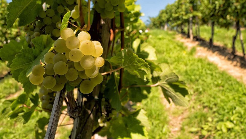 Südsteirische Weinberge