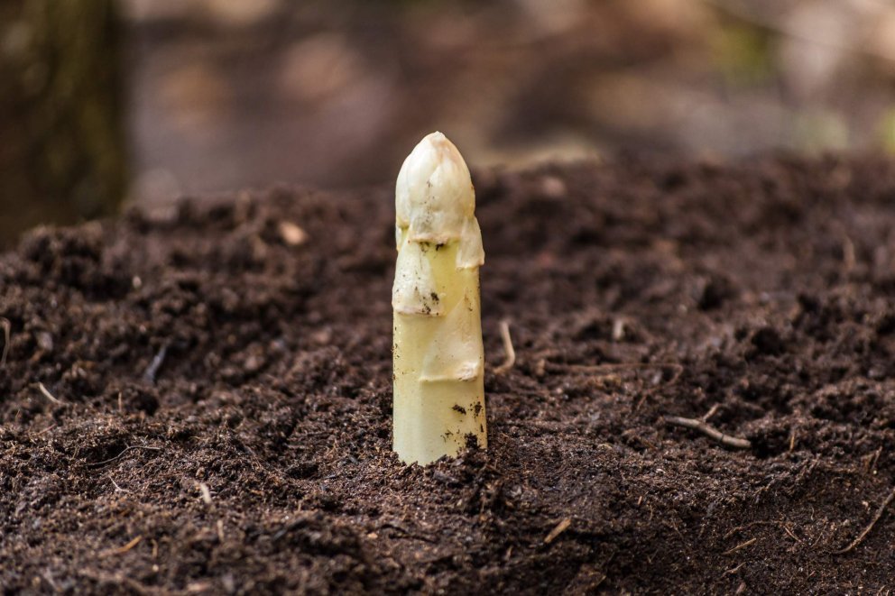 Spargel Spargel