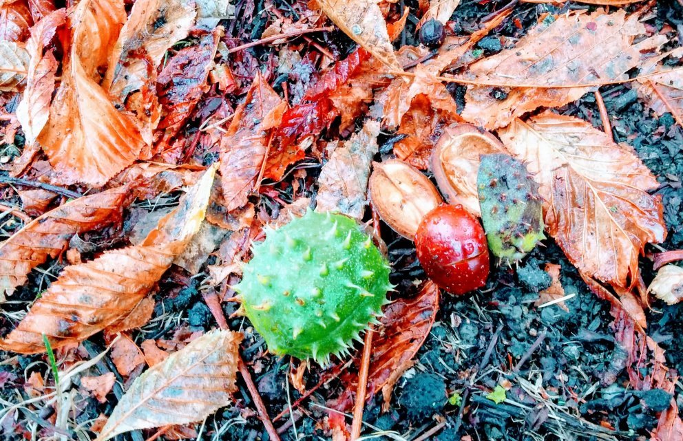 Herbst Herbst