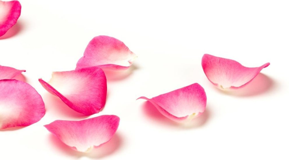 Rosenblätter Rosenblätter