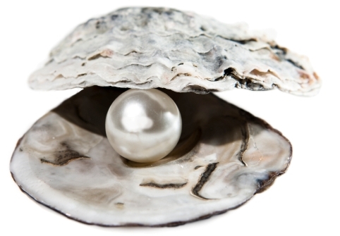 Perle in der Auster