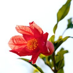 Granatapfelblüte Granatapfelblüte