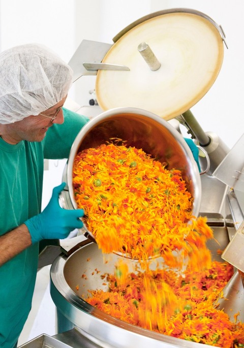 Calendula in der Produktion Calendula in der Produktion