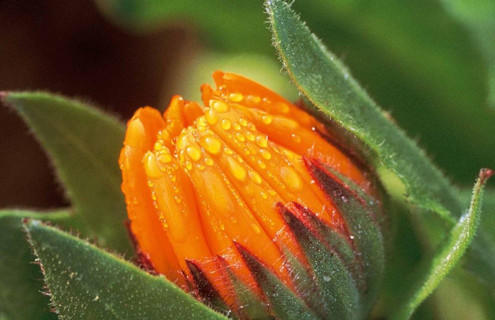 Calendulaernte im Heilpflanzengarten von Weleda Calendulaernte im Heilpflanzengarten von Weleda