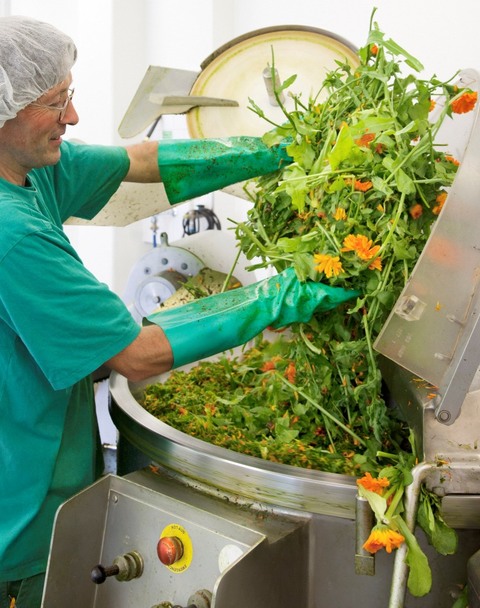 Verarbeitung der Calendula Verarbeitung der Calendula