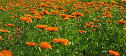 Weleda Heilpflanzengarten - Calendula Ernte Weleda Heilpflanzengarten - Calendula Ernte