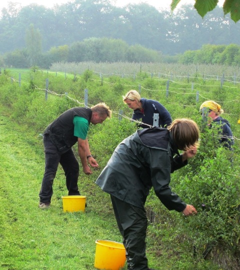 Erntezeit im Weleda Heilpflanzengarten Erntezeit im Weleda Heilpflanzengarten