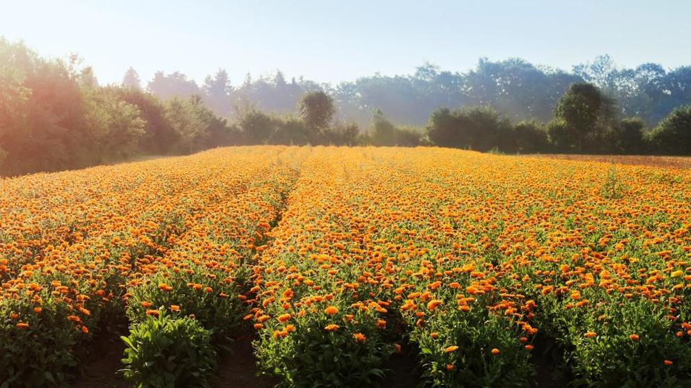 Calendulafeld im Heilpflanzengarten von Weleda Calendulafeld im Heilpflanzengarten von Weleda