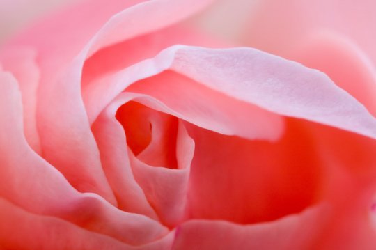 Rosen für trockene Haut Rosen für trockene Haut