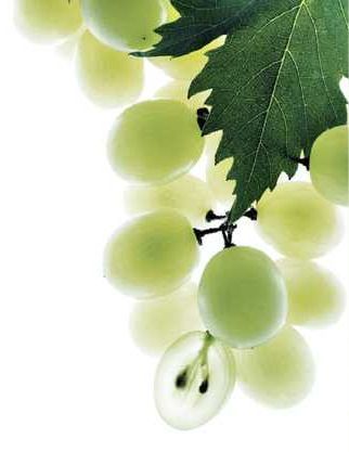 Caudalie Caudalie