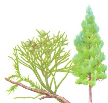 Juniper Juniper