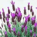 Lavendel